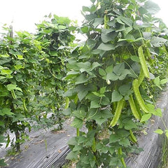 Winged Pea Seeds Four Angled Bean Dragon Bean Seeds