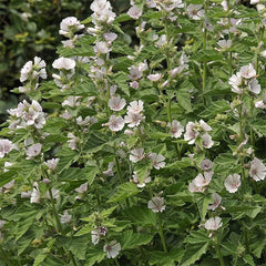 Perennial Althaea Officinalis Marsh Mallow Herb Garden Seeds for Planting