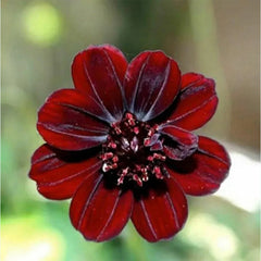 Rare Chocolate Flowers Seeds Cosmos Bonsai