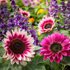 Strawberry Blonde Hybrid Sunflower Seeds