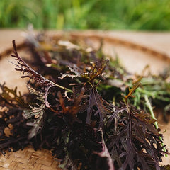 Red Mizuna Grow Your Own Mustard Greens Indoors/Outdoors in Containers or The Garden