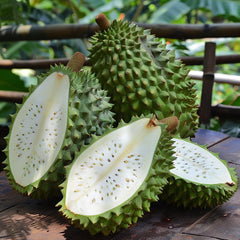 Giant Soursop Seeds for Planting, Annona Muricata, Graviola, Guyabano, Sirsak,  Tasty Tropical Native Fruit Tree