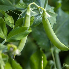 Fresh Peas Vegetable Seeds