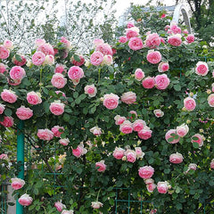 Pink Climbing Rose Vine Seeds - Amazing Growth and Beautiful Roses