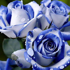 Blue White Roses Seeds:A Delightful Blend of Elegance and Serenity