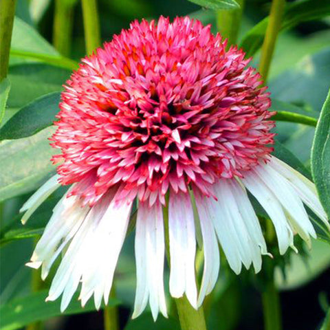 Double Bicolor Coneflower Seeds - Rare Hardy Perennial Pollinator Flower