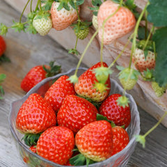 Strawberry Cream Seeds