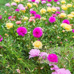 Moss Rose Seeds for Planting Outdoors,  Portulaca Grandiflora Flower Seeds for Planting