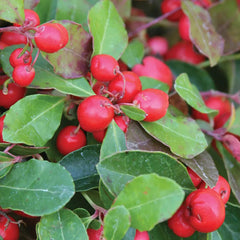 Wintergreen