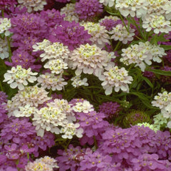 Beneficial Bug Haven Wildflower Seed Mix