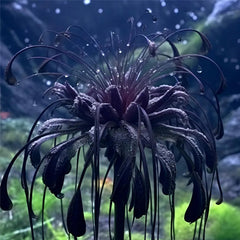 Black Spider Lily