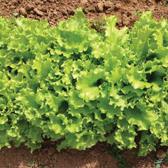 Lettuce Bergam's Green