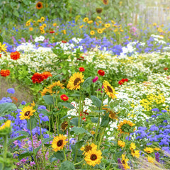 Multiple Flower Seeds