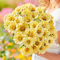 Isabellina Zinnia Flower Seeds