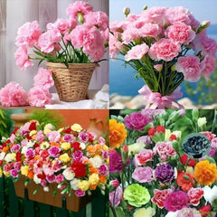 Double Flowered Mixed Carnation Seeds