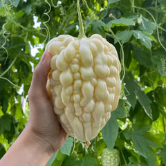 Apple Bitter Melon