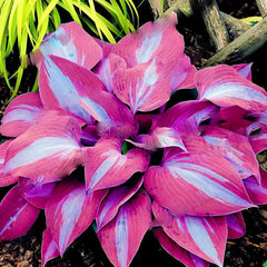Mixed Hosta Perennials Flower Rare White Lace Lily Seeds