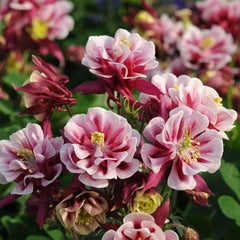 Cat's Paw Flowers Seeds