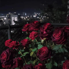 Black Baccara True Blood Hybrid Tea Rose Flower Seeds