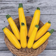 Golden Zucchini Seeds