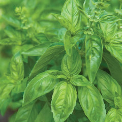 Basil, Genovese