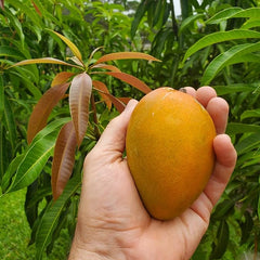 Mango Fruit Seed Delicious Non-GMO Fruit Juicy Fruits Robust Flavor High Yield Flourishing Makes Great Edging