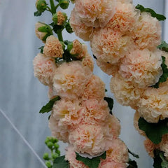 Alcea, Hollyhocks Peaches and Dreams