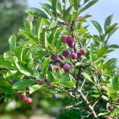 Beach Plum Fruit Tree Shrub Seeds