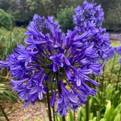 Agapanthus africanus 'Black Buddhist'
