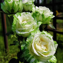 Rare White and Green Twin Roses