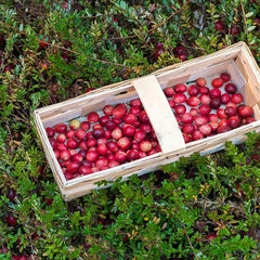 Vaccinium Macrocarpon Cranberry  Garden Fruit Plants