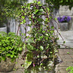 Perennial Basella Rubra Malabar Spinach Herb Seeds for Planting