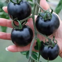 Organic Indigo Rose Tomato Seeds,Solanum Lycopersicum