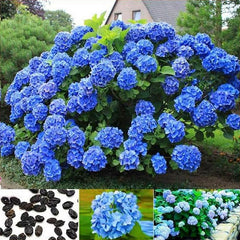 Mixed Color Multicolor Hydrangea Macrophylla Seed Bonsai Flower Plant Wedding Seeds