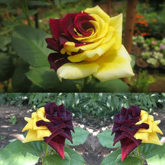 Rare Twin Red Yellow Rose Seeds