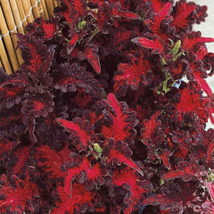 Annual Coleus Black Dragon Foliage Indoor Or Outdoor House Plant Flower Seed