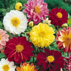 Rare Mix Dahlia Pompon Flower Seeds Variabilis Beautiful 　