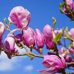 Lily Magnolia Flower Tree Pink and Purple Fragrant Seeds