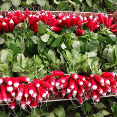 Thumb Fruit Radish Seeds