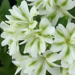Green Phlox paniculata Seeds