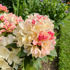 Alpine Azalea Seeds  Rare Species