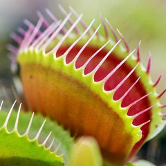 Venus Fly Trap Seeds Venus Flytrap Seeds for Planting Home Garden