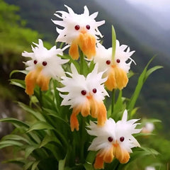 Amazing plants! Cat's eye dazzle
