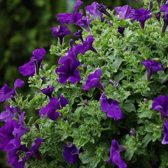 Annual Petunia Alderman Flower Seeds for Planting