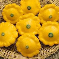 Rare and exotic pumpkin seeds
