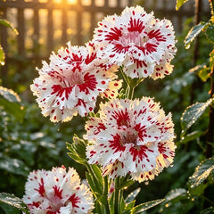 Red Splatter White Dianthus Seeds