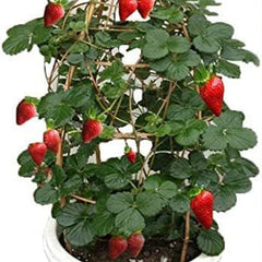 Red Climbing Strawberry Seeds For Home Garden