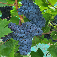 Mars Seedless Grape Bare Root Perennial Grape Hardy and Long-Lived Fast