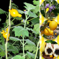 Nipple Fruit Seeds Titty Fruit Apple of Sodom Nipplefruit Bizarre Fruit in the Solanum Family