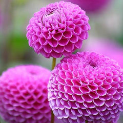Dahlia Ball Pompon Mix Seeds Annual Flowers Beautiful for Planting